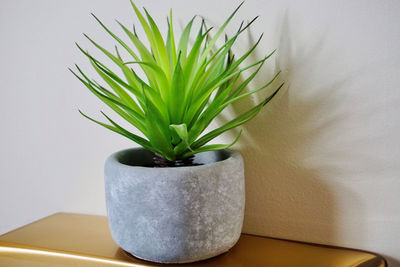 Close-up of potted plant on table at home