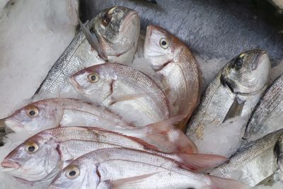 Close-up of fish for sale in market