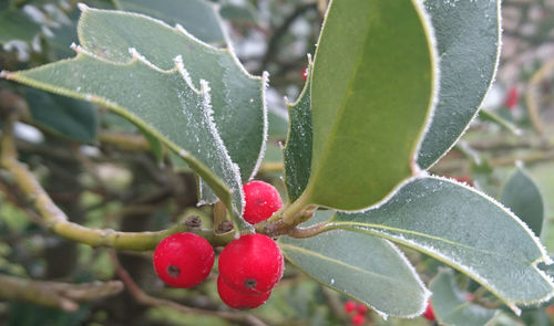 Close-up of wet red plant