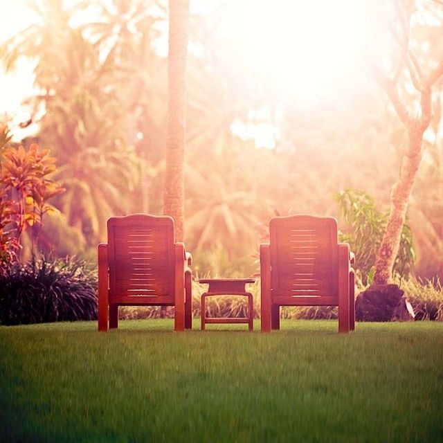 grass, tree, bench, field, growth, tranquility, sunlight, nature, park - man made space, absence, tranquil scene, grassy, beauty in nature, chair, landscape, green color, lawn, no people, outdoors, plant