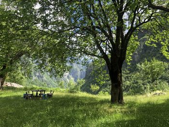 Trees and bench in park