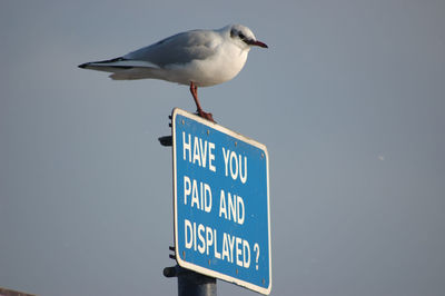 Bird perching on road sign against clear sky