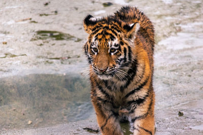 Portrait of tiger cub in zoo