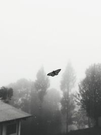 Bird flying in sky during winter