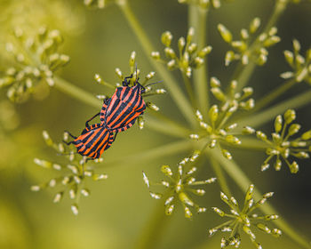 Close-up of butterfly on leaf