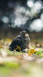 Close-up of bird perching on a plant