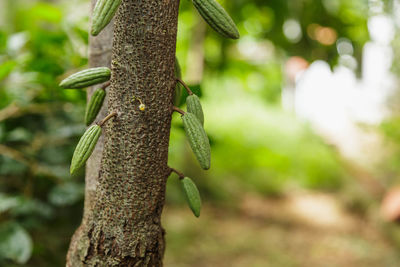 Close-up of tree trunk