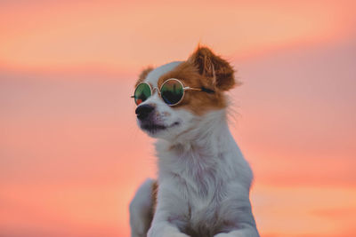 Close-up of dog wearing sunglasses against sky during sunset