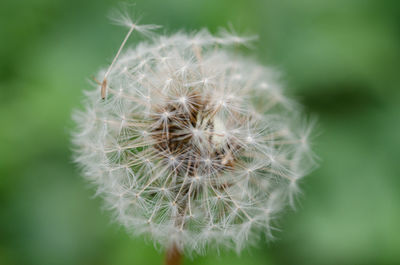 Close-up of dandelion