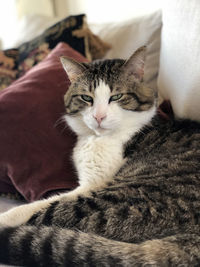 Close-up of a cat sleeping on bed