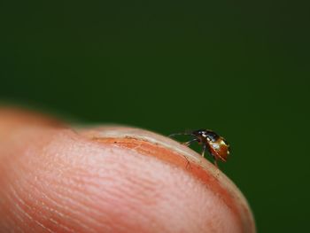 Close-up of insect on hand