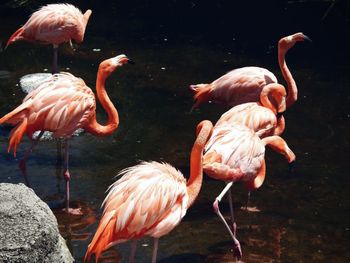 Flamingos in a lake