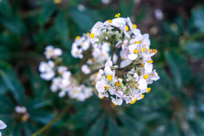 Close-up of white flowering plant