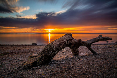 Driftwood on shore at beach during sunset