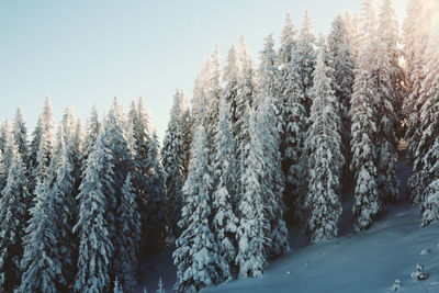 Trees against clear sky during winter