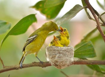 Close-up of birds perching on branch