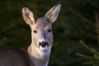 Close-up portrait of deer