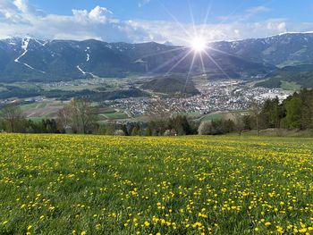 Yellow flowers growing on field against bright sun