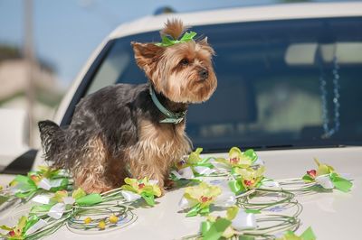 Yorkshire terrier sitting on decorated wedding car hood