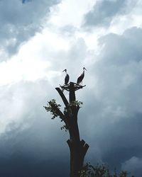 Low angle view of bird perching on a tree