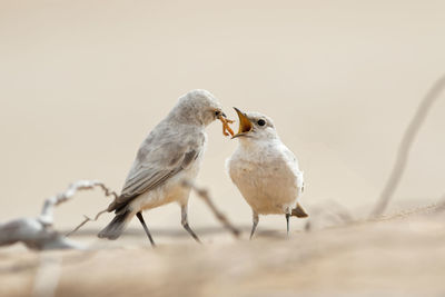 Close-up of birds perching on branch