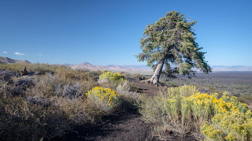 Plants growing on land against sky