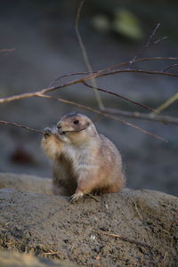 Close-up of marmot