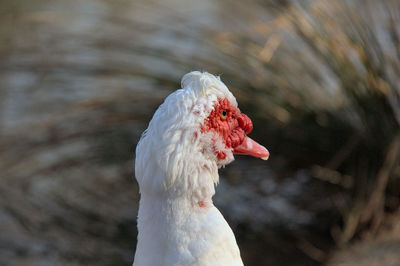 Close-up of white bird