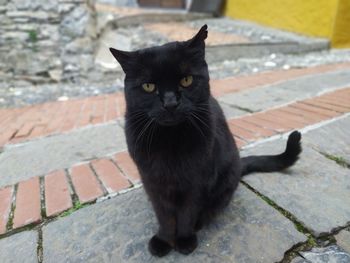 Portrait of black cat sitting on footpath