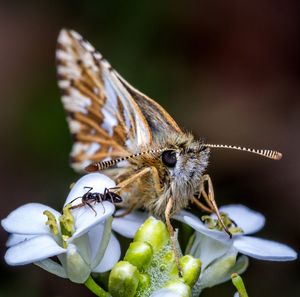 Close-up of butterfly pollinating on flower