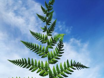 Low angle view of fern against sky