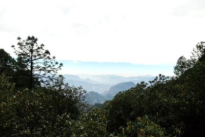 Scenic view of forest against sky