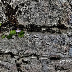 Close-up of flower plant