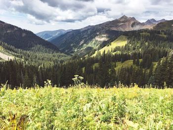 Plants growing on field against majestic mountains