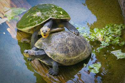 High angle view of turtle in water