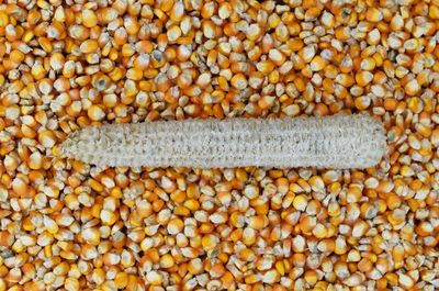 Full frame shot of corn and kernels