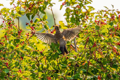 Low angle view of bird perching on tree