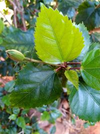 Close-up of maple leaf on leaves