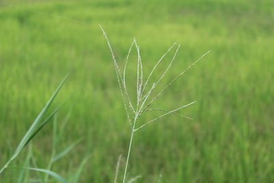 Close-up of stalks in field