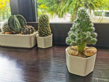 Close-up of potted plant on table