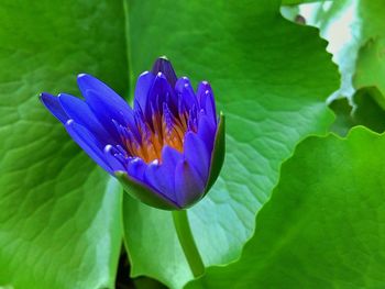 Close-up of lotus water lily