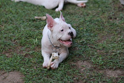 High angle view of dog on field