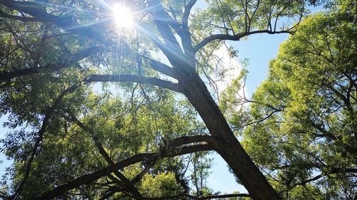 Low angle view of trees against sky
