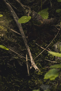 Close-up of lizard on tree in forest