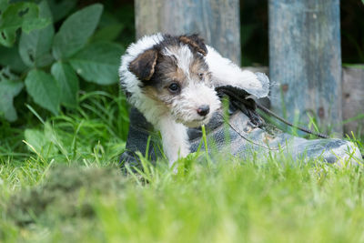 Close-up of puppy on grass