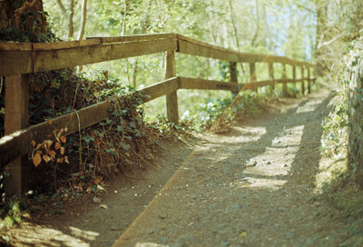 Footpath by railing in forest