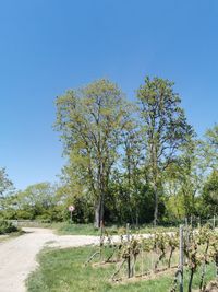 Trees on field against clear blue sky