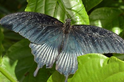 Close-up of butterfly pollinating on leaf