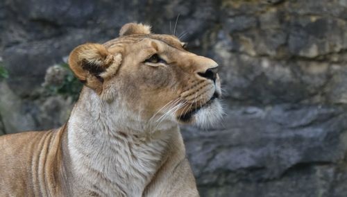 Close-up of a cat looking away