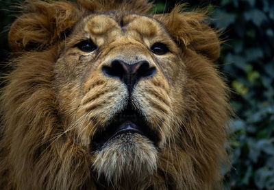 Close-up of a lion